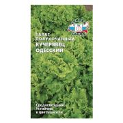 Семена салата Кучерявей Одесский (полукочанный) (Евро, 0,5)